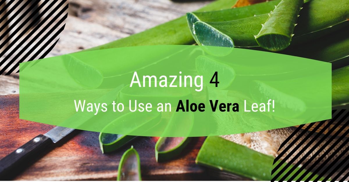 Use Aloe Vera Leaf